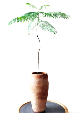 蓝色的花楹盆栽阳台室内客厅书房吸甲醛观叶绿植花园庭院植物易养