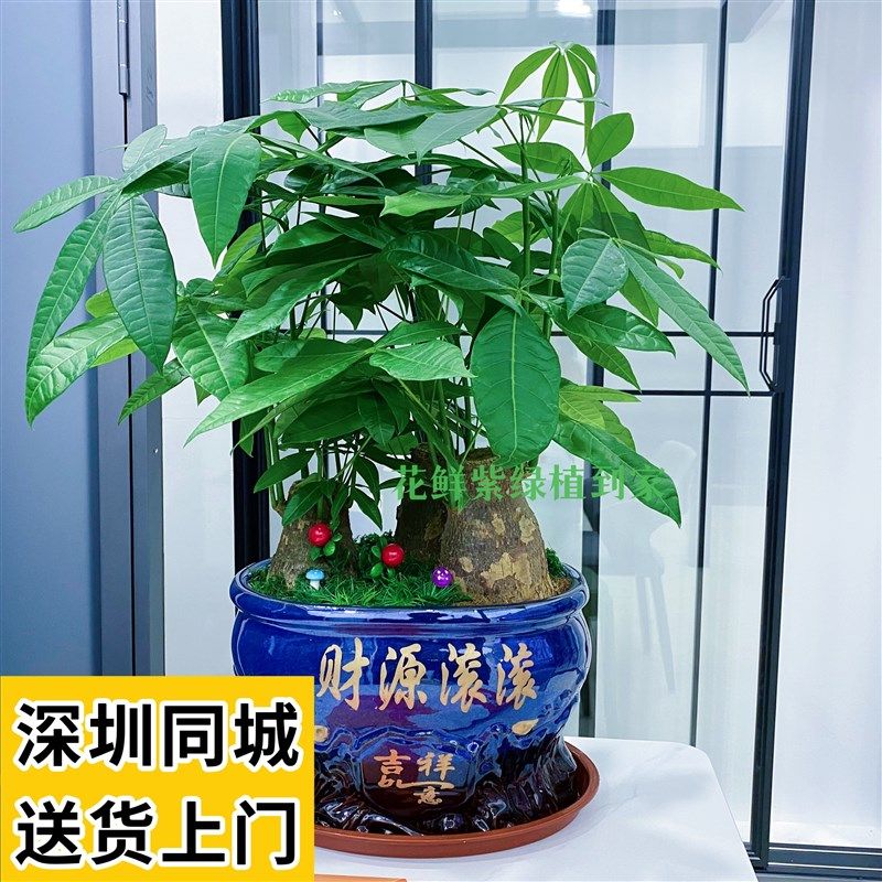 深圳发财树盆栽 开业送礼办公室客厅盆栽 吸收甲醛绿植造型盆景