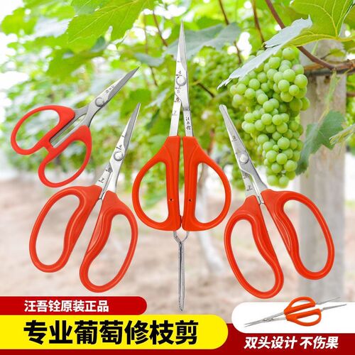 汪吾铨阳光玫瑰葡萄蔬果专用剪刀翘头疏果剪修枝水果稀果剪带镊子