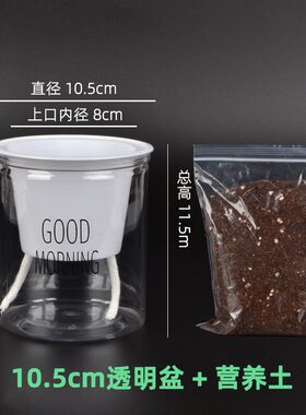 透明水培盆懒人花盆早安盆自动吸水免浇水塑料植物儿童幼儿园花盆