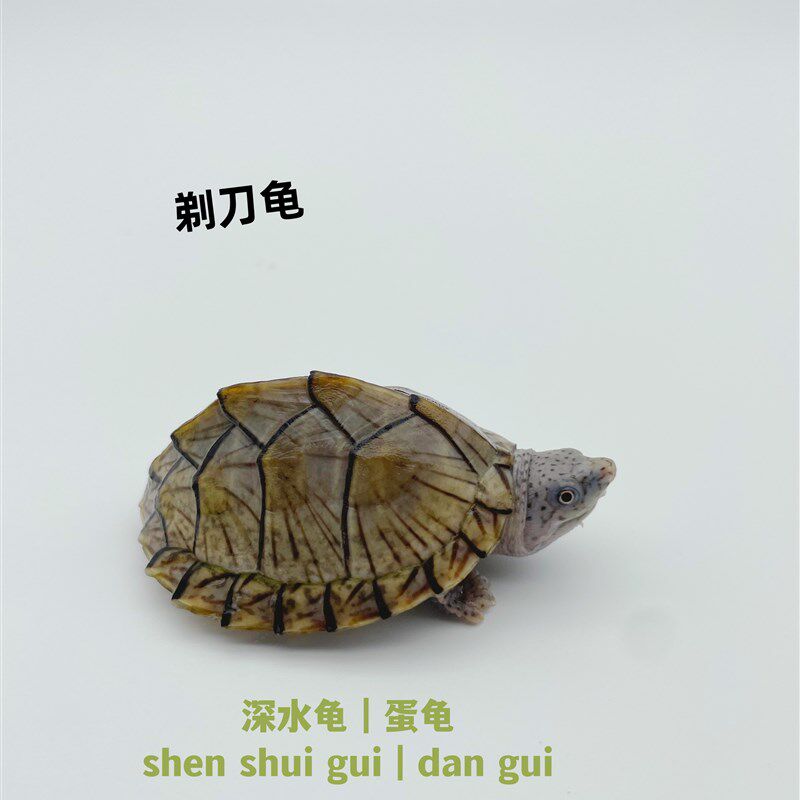 剃刀龟蛋龟宠物龟深水龟鱼缸龟观赏龟