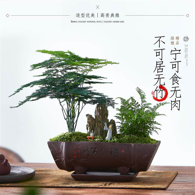 文竹盆栽发财树富贵竹绿植盆景办公室内客厅招财桌面植物四季好养