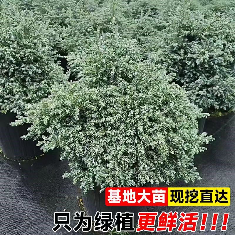 蓝湖柏蓝色波尔瓦盆栽花苗小灌木室内外四季常青皮球柏大苗好养活