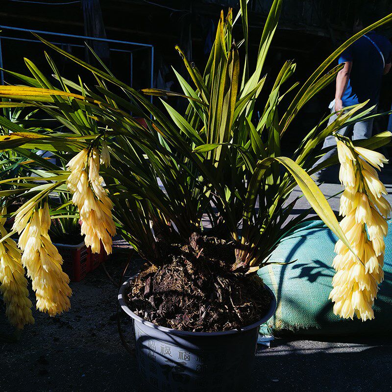 云南鲜花虎头兰沙草兰花盆栽室好养易活绿植花卉四季常青乔迁新居