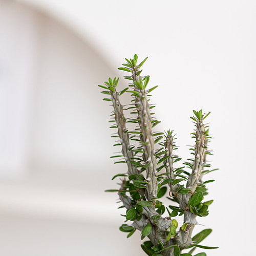 亚龙木仙人掌龙树科黑龙木仙人柱北欧风办公室桌面盆栽礼物含盆