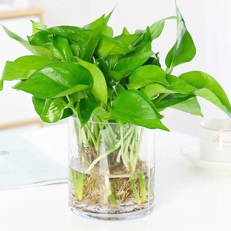 绿萝水培盆栽植物清新空气办公室内植物土培花卉绿植绿箩新房家用图片