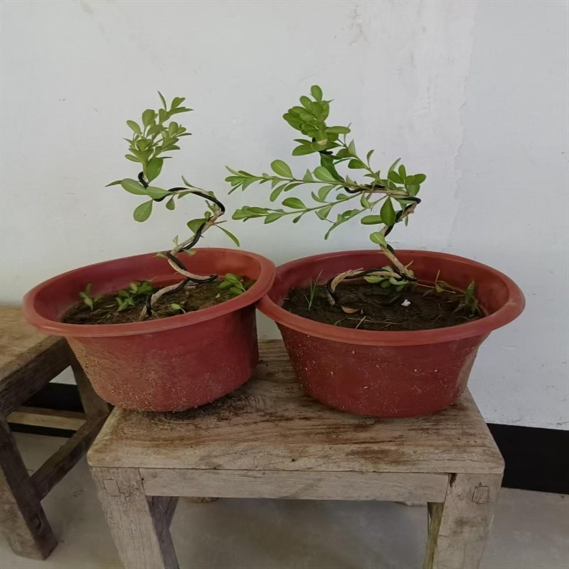造型黄杨盆景四季常青茶室书桌办公室内观叶绿植净化空气好养盆景