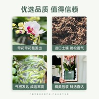 【大盆】金色池塘蝴蝶兰盆栽带花带花苞客厅花卉乔迁鲜花节日礼物