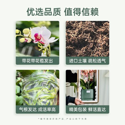 【大盆】金色池塘蝴蝶兰盆栽带花带花苞客厅花卉乔迁鲜花节日礼物