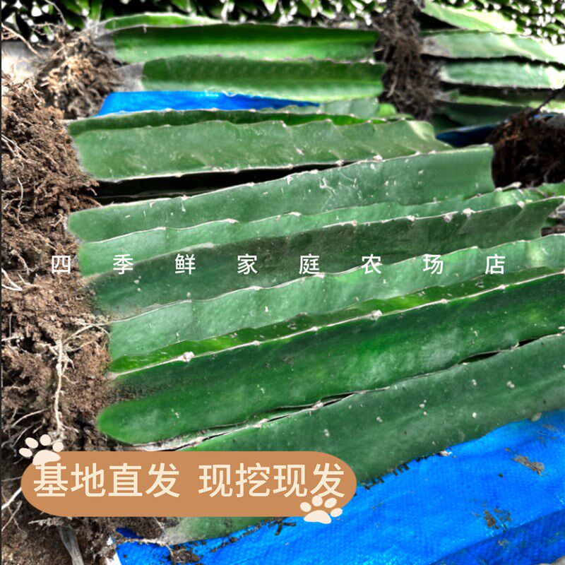 嫁接三角柱蟹爪兰仙人球花龙骨嫁接钻木嫁接专用