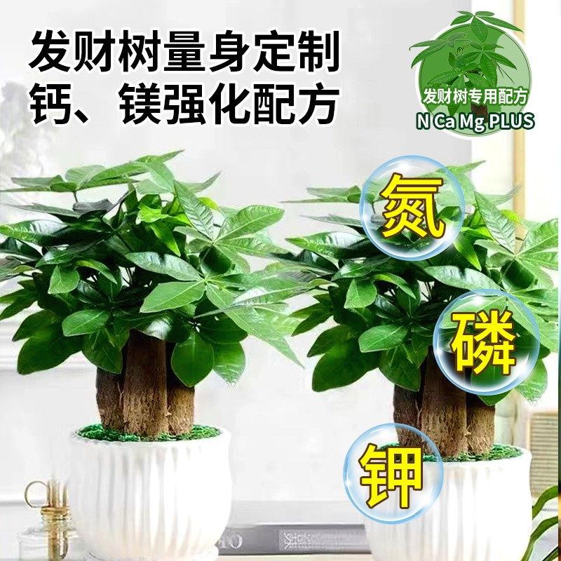 发财树专用营养液免稀释花肥料室内盆栽植物金钱树花卉绿植喷施肥