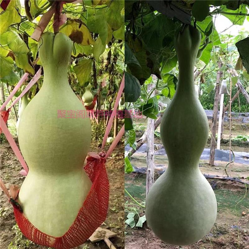 花嘴超大亚腰葫芦种巨型莲花头大亚腰三挺庭八宝油锤特小文玩子籽
