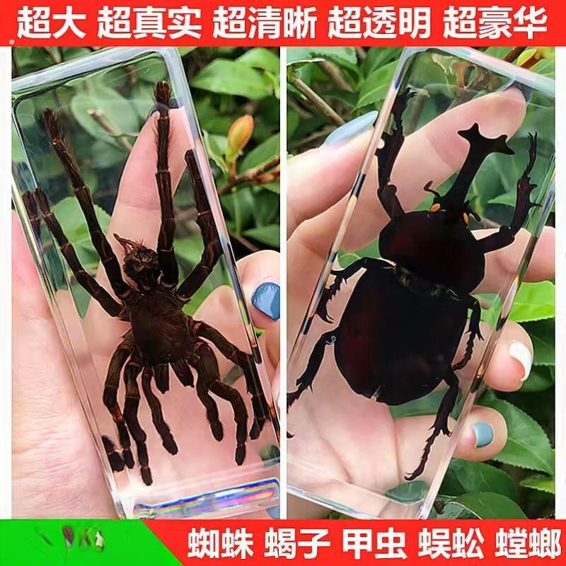 真实树脂昆虫标本真虫甲虫蜘蛛锹甲天牛蝎子螳螂蜥蜴琥珀标本摆件图片