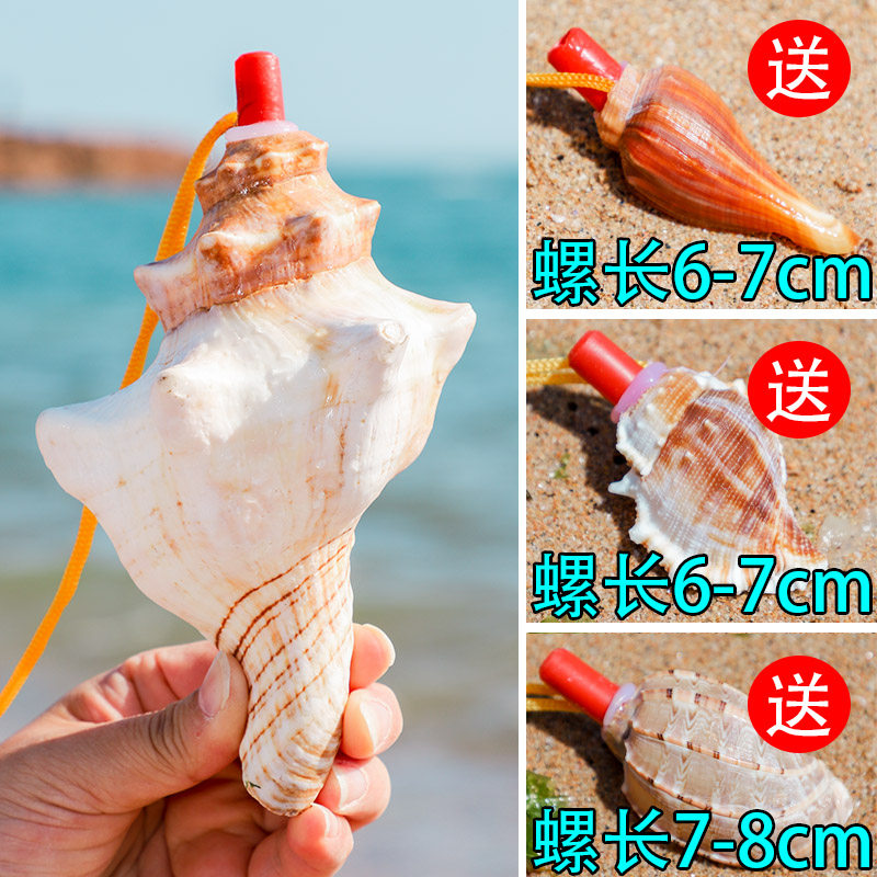 天然海螺号角可吹响超大哨子喇叭贝壳口哨工艺礼品摆饰儿童玩具小