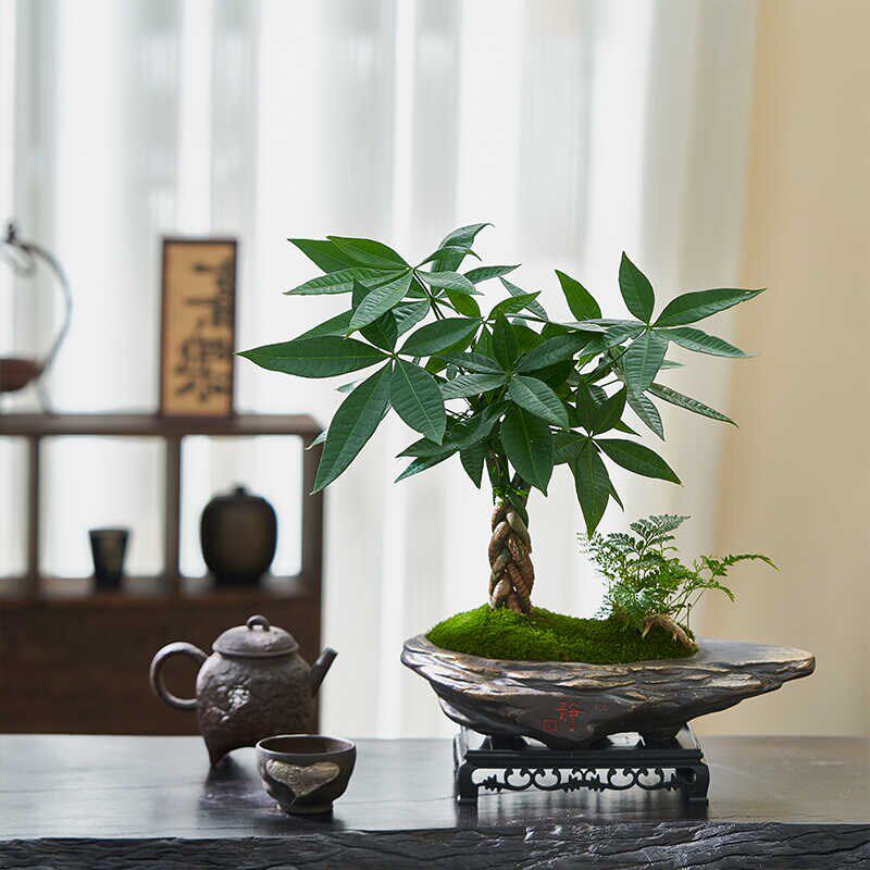 五福发财树盆栽室内桌面造型盆景招财植物办公室茶几耐阴好养绿植