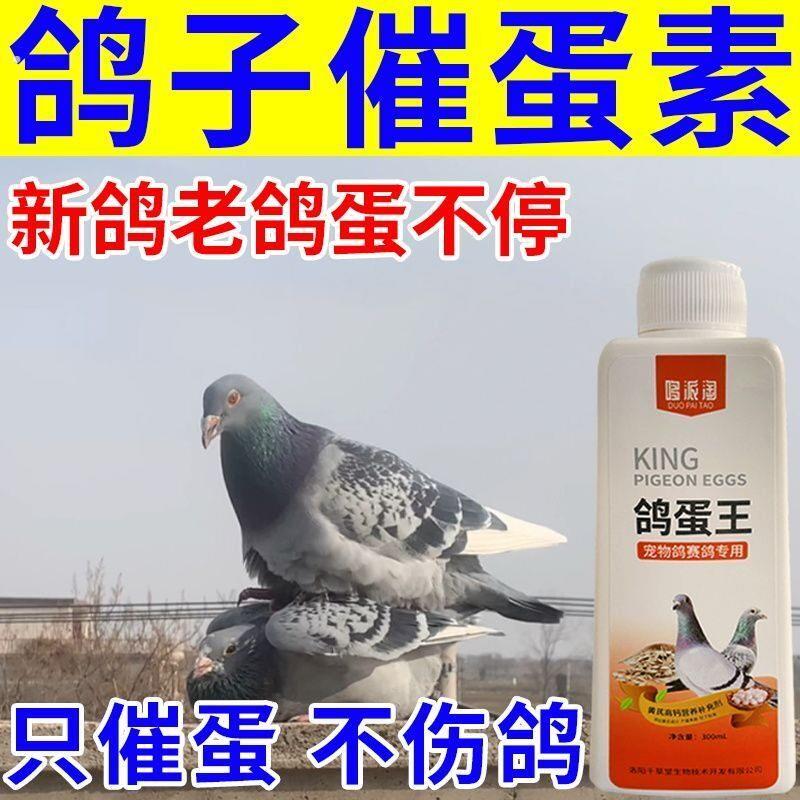 鸽子催配对专攻鸽子繁殖踩背新老鸽不下蛋不受精鸽子配对专用饲料