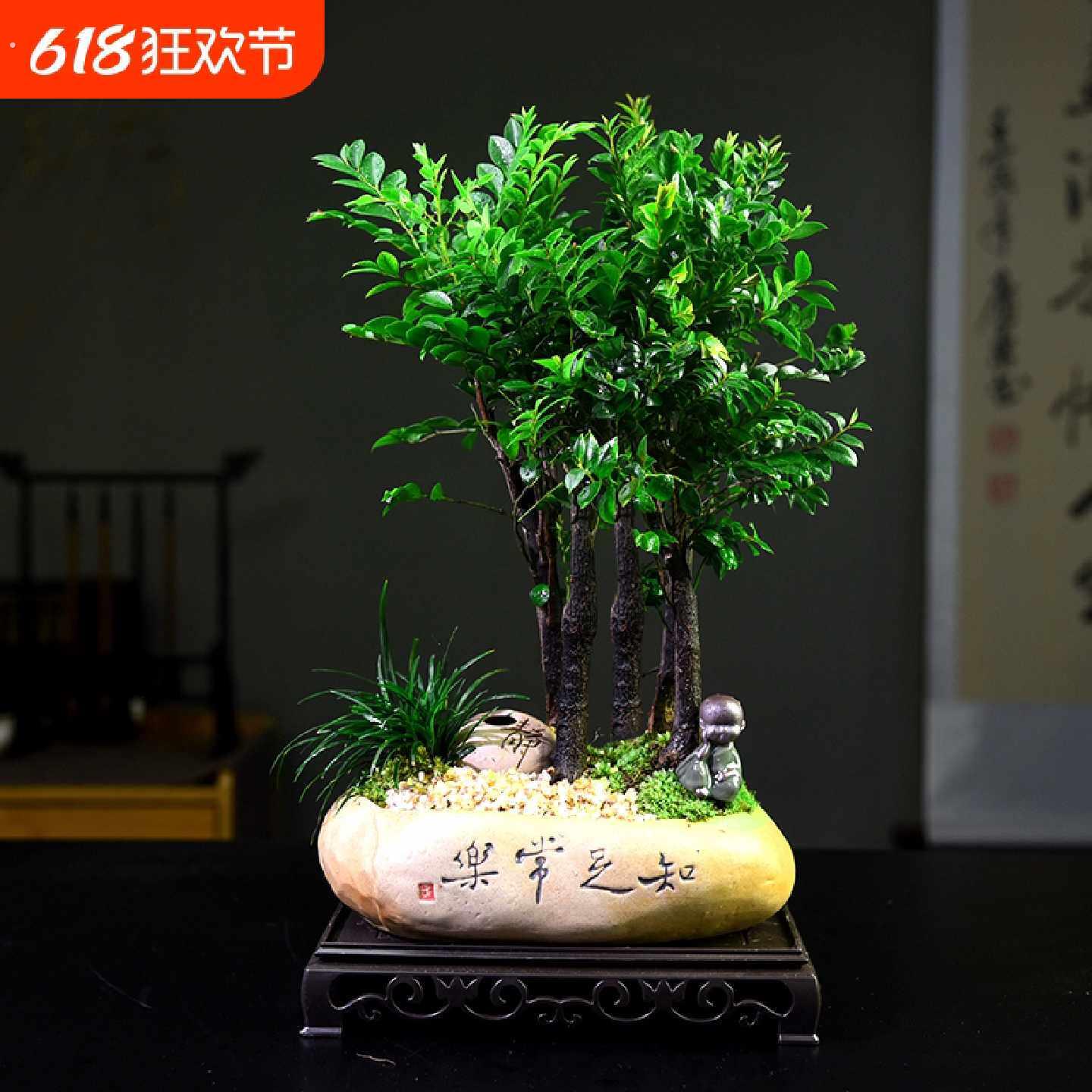 紫檀盆栽客厅桌面绿植黑骨茶室内书房好养小盆景装饰摆件阳台植物