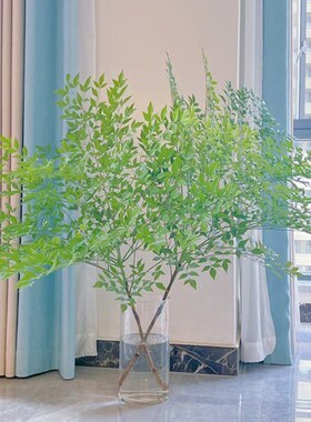 夏季专属清凉感绿色兰天竹南天竹鲜切枝云南昆明斗南直发兰天竺