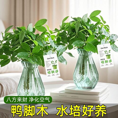 八方来财鸭脚木水培植物客厅办公室内桌面鸭掌木小盆栽招财运绿植