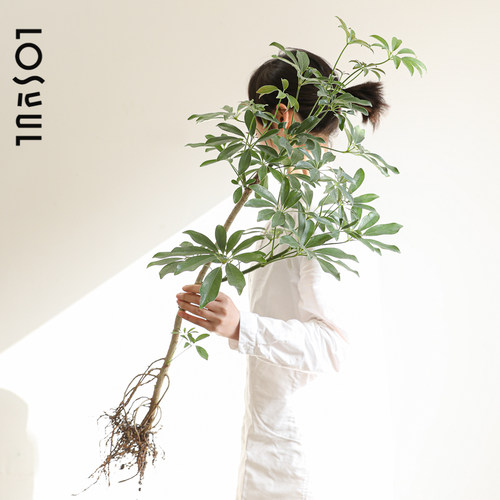 鸭脚木花叶绿叶水培带根植物侘寂风耐荫四季桌面水养旺宅客厅绿植