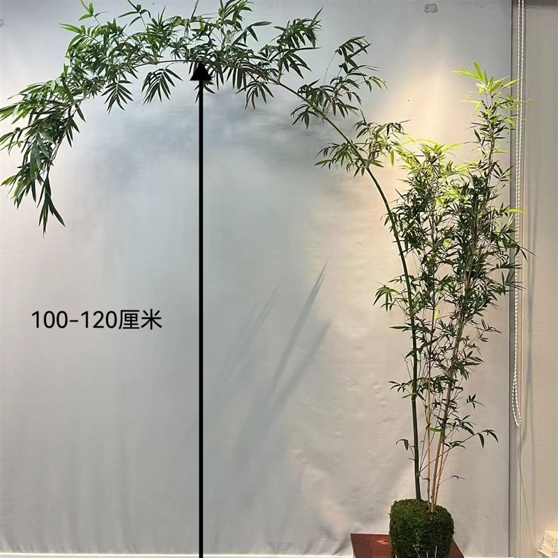 大型红观音竹四季高杆飘枝好养庭院室内茶室桌面水培造景绿植盆栽