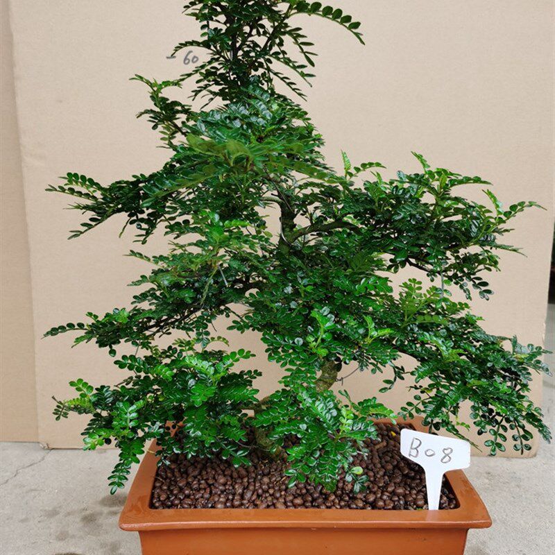 高档大型室内植物盆景 清香木盆栽绿植驱蚊虫四季常青盆景花卉