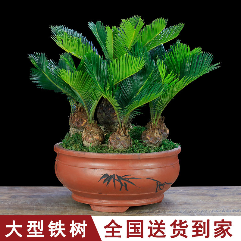 多头铁树盆景大型植物室内办公室绿植客厅桌面盆栽苏铁四季常青