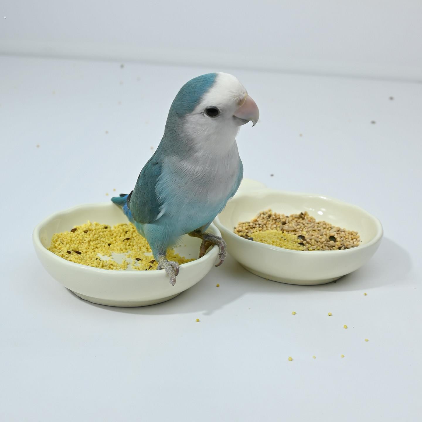 鹦鹉食盒陶瓷碗喂食学吃食盆食碗牡丹虎皮小太水碗可爱鸟食盘食罐