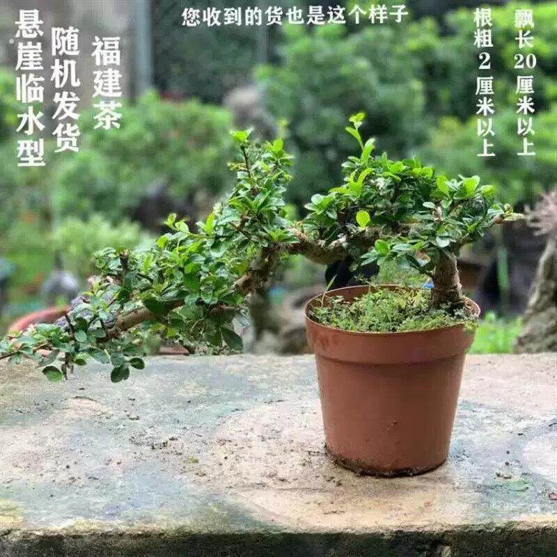 罗汉松 榕树 清香木福建茶 雀梅 榔榆 九里香 榕树盆景盆栽