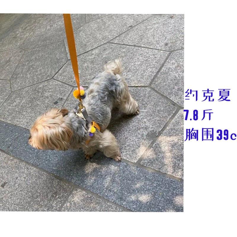 小型犬幼犬专用牵引绳胸背带小鹿犬泰迪贵宾约克夏博美遛狗绳套装