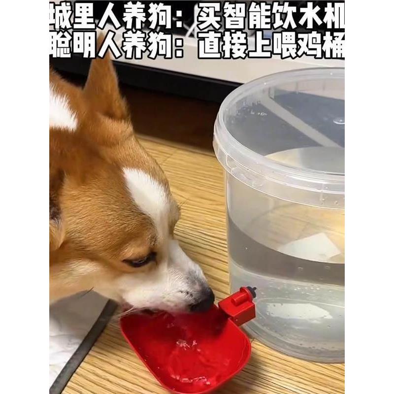 宠物饮水机猫咪狗狗自动喂水器大容量水桶家禽喂鸡桶自动喝水神器