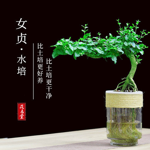 水培小叶女贞树苗四季常绿新中式盆景客厅茶室好养绿植物提根