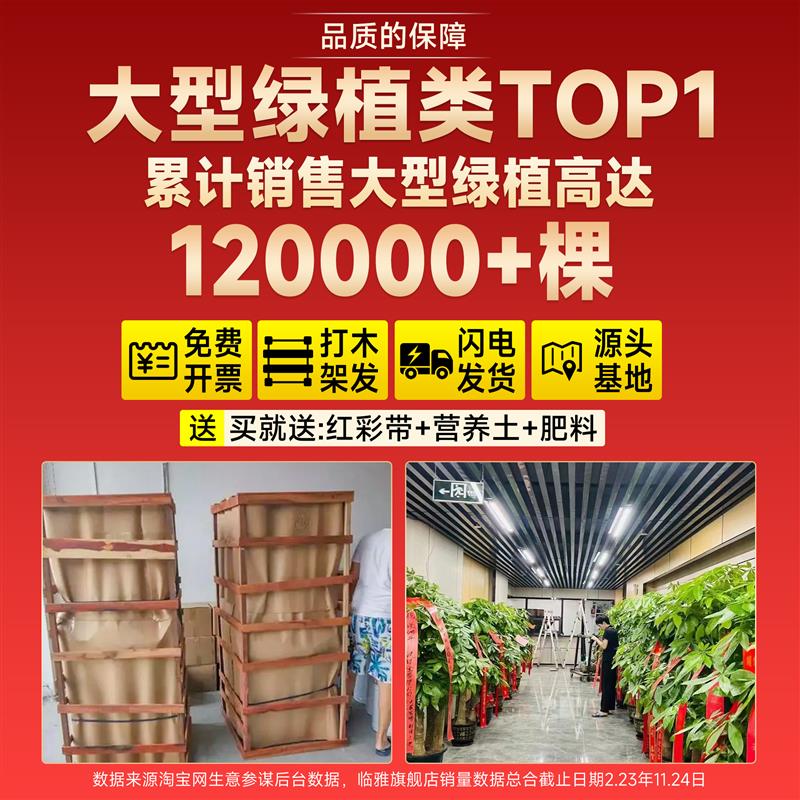 辫子发财树五杆客厅大盆栽大棵大型绿植物乔迁办公室开业送礼盆景