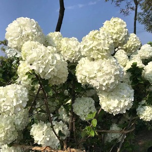 裸心花园中华木绣球斗球盆栽苗庭院树苗木本树绣球花花苗花卉植物