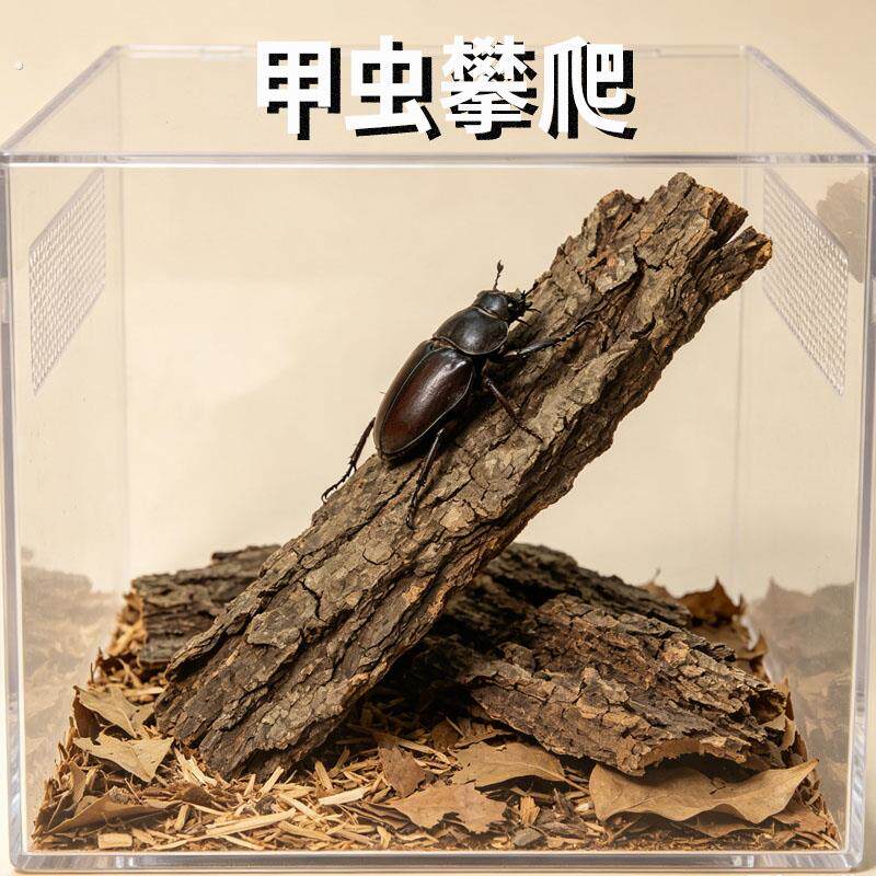 甲虫攀爬树皮天然树皮辅助造景软木树皮爬宠造景独角仙中华大扁锹