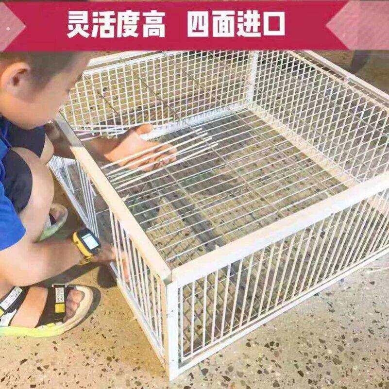 新款加密天落鸽子笼祇进不出自动撞门笼四面埋伏诱捕笼鸽子神器