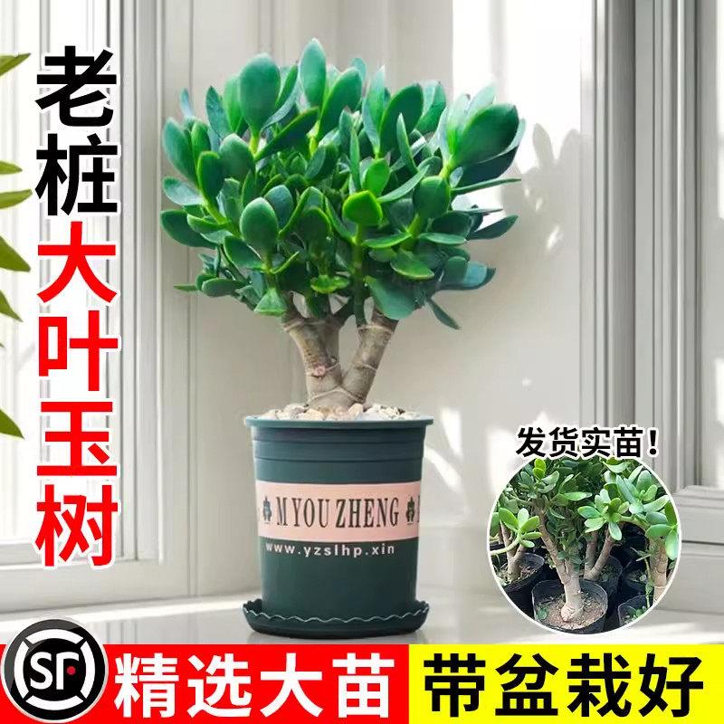 玉树树苗盆栽绿植老桩四季常青阳台客厅办公室桌面净化空气植物