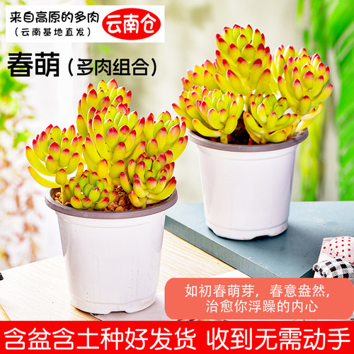 云南精养多肉春萌柠檬手指种好发货组合盆栽7头起居家办公桌阳台