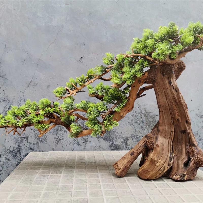 莫斯树生命之树一木成景草缸造景素材水陆缸雨林缸莫丝树迎客松