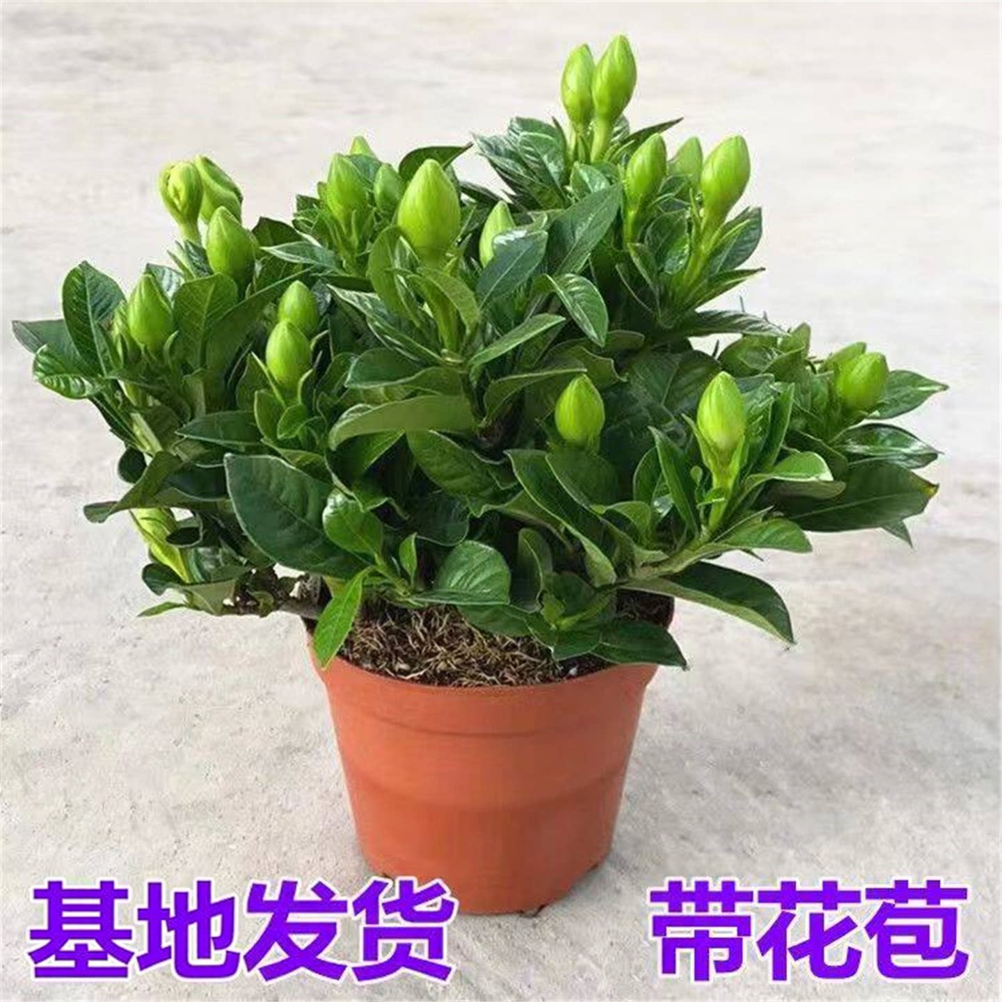 栀子花盆栽带花苞四季常青花卉带香味大叶牡丹重瓣香水茉莉花双瓣