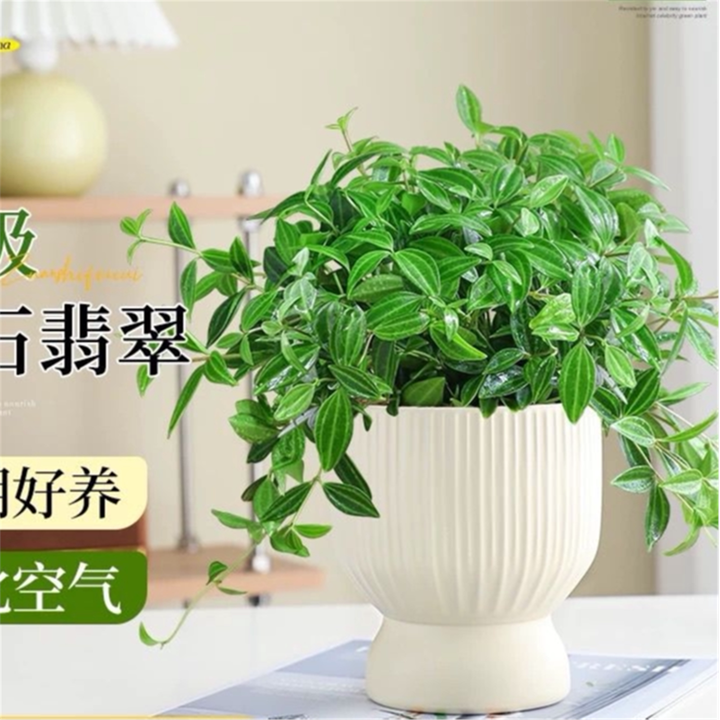 绿植钻石翡翠豆瓣白脉椒草