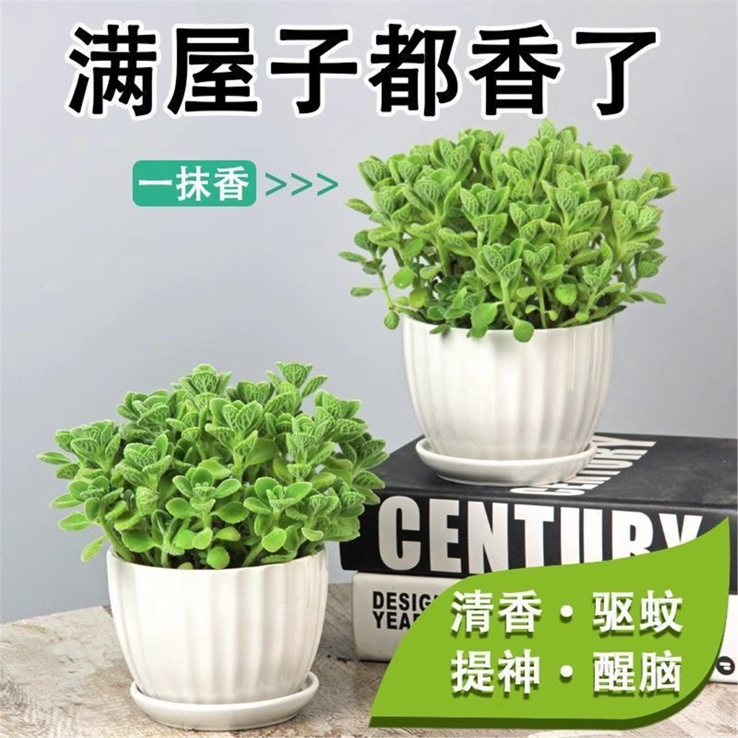 碰香一抹盆栽味植物浓型驱
