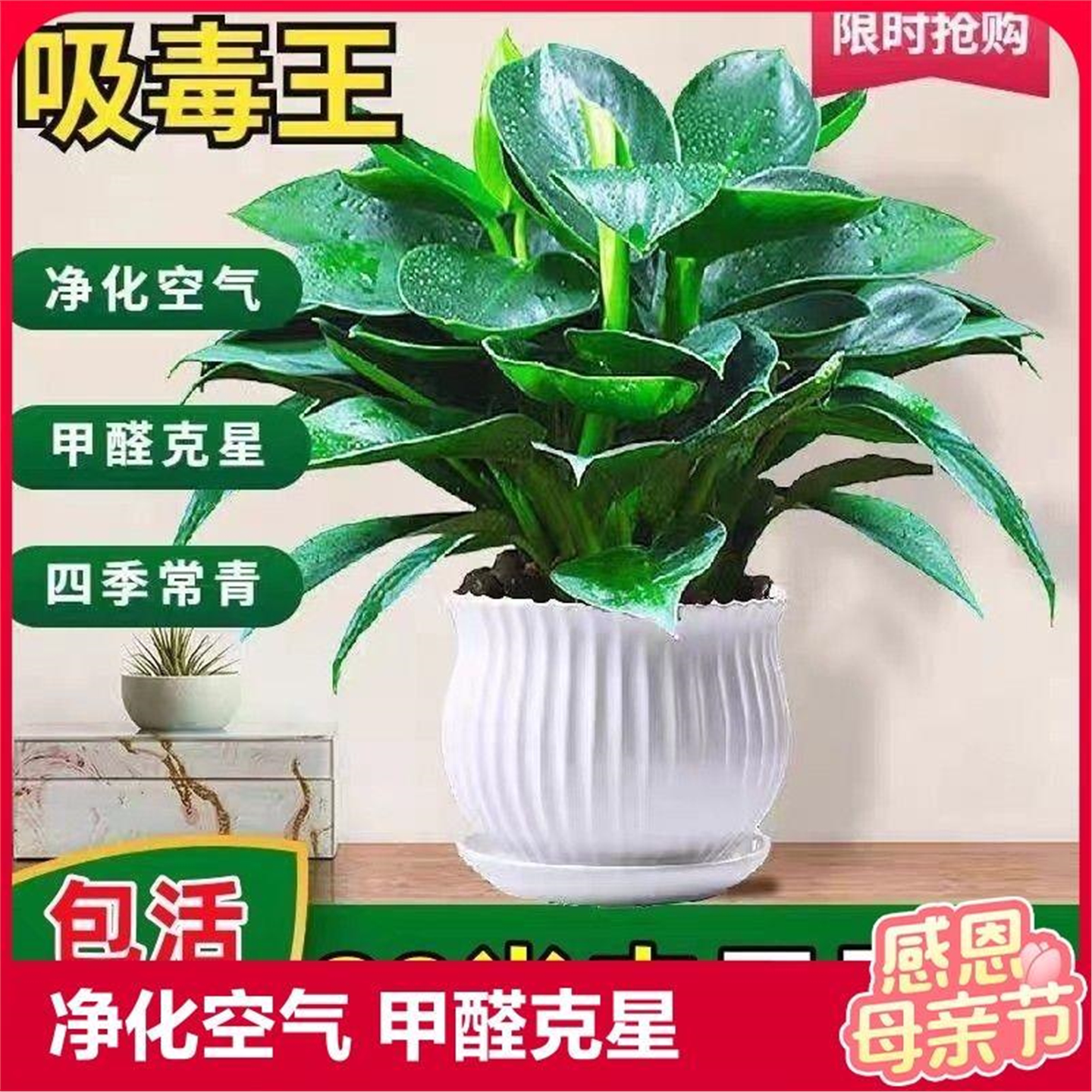 大叶金钻绿公主盆栽室内花