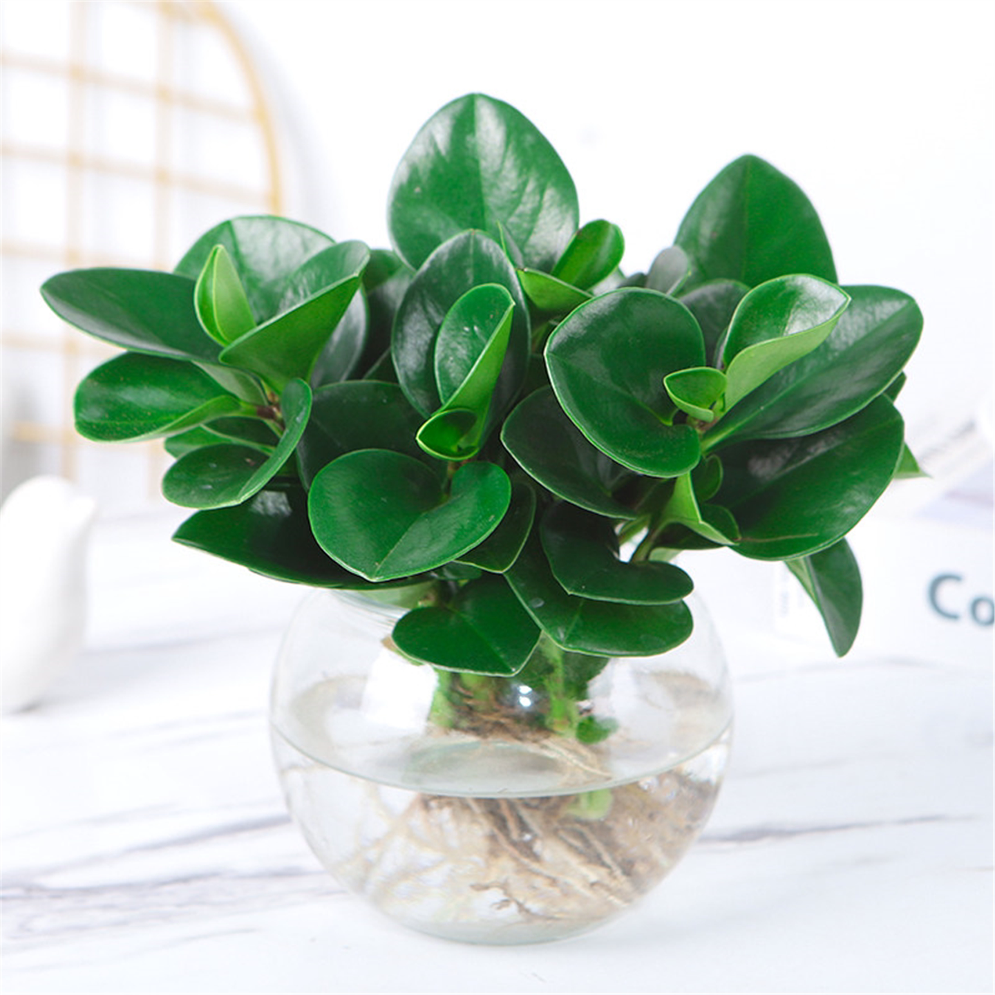 水培植物豆瓣绿盆栽四季常