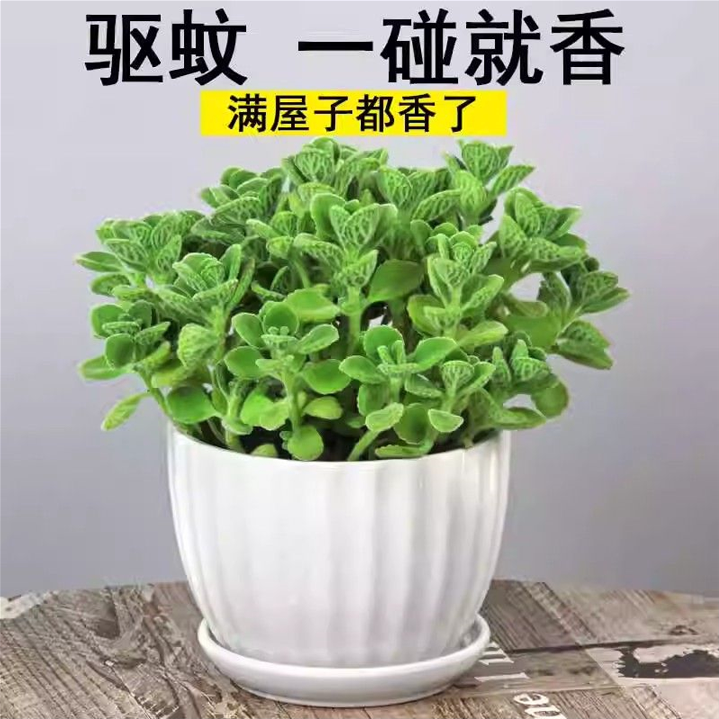 碰香盆栽植物室内花卉迷你