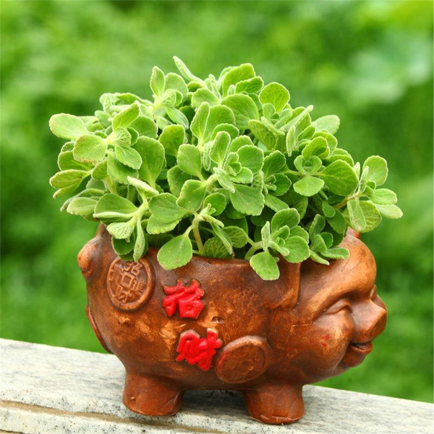 碰香盆栽一抹草多肉植物