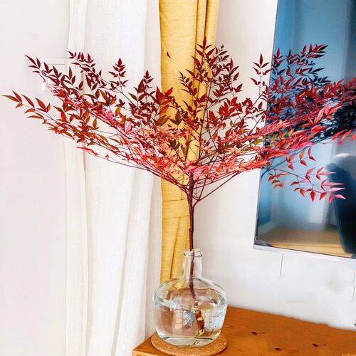南天竹水培绿植鲜切枝条家用瓶插花线条绿色有氧植物森系鲜花速递