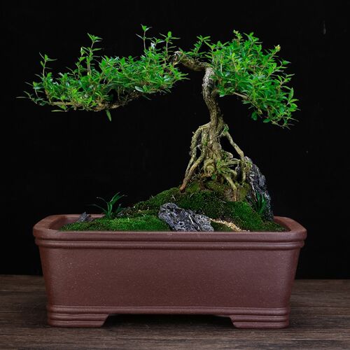紫砂花盆精品方形陶瓷长方马槽室内桌面古典高档榕树松柏盆景包邮