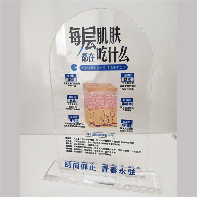 美容分层抗衰肌肤结构亚克力医学皮肤解剖知识讲解繁体医美子宫图