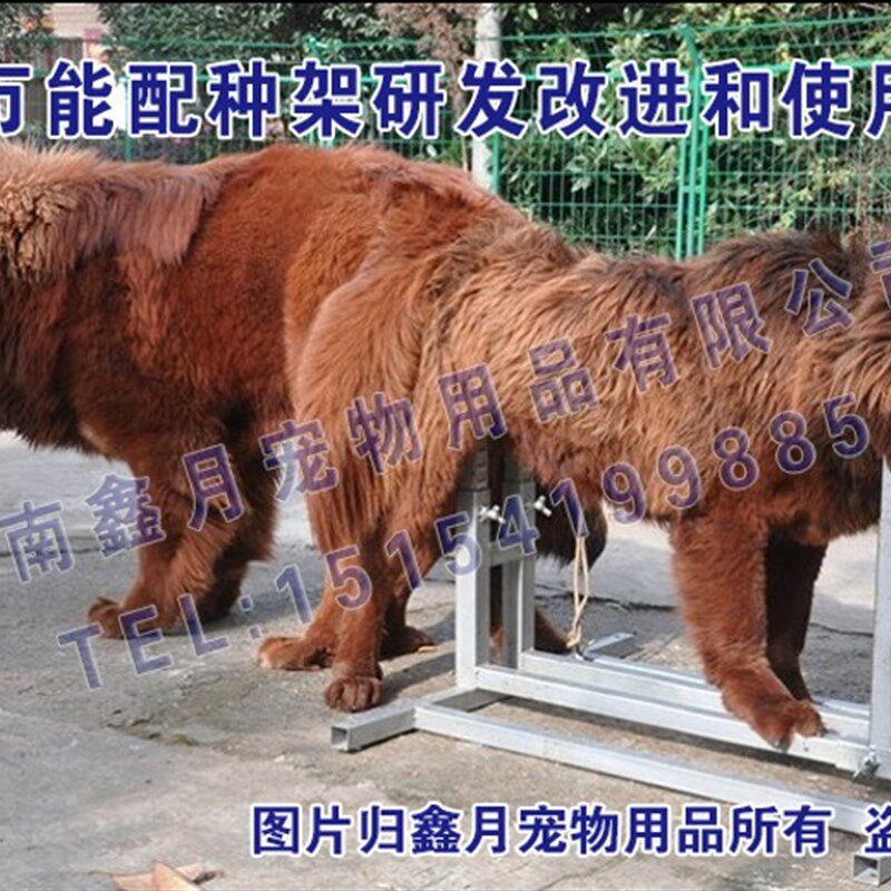 鑫月藏獒配种支架配狗架适用各种大中型犬猛犬斗狗配种加重型